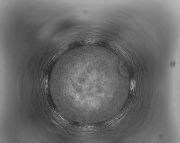 X0000096181011200801251210