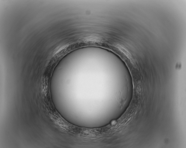X0000096181015200801251211