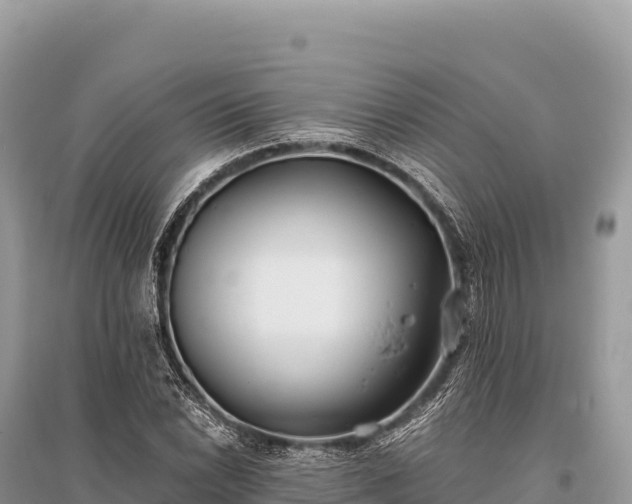 X0000096181022200801251211