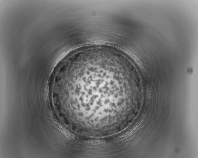 X0000096181023200801251211