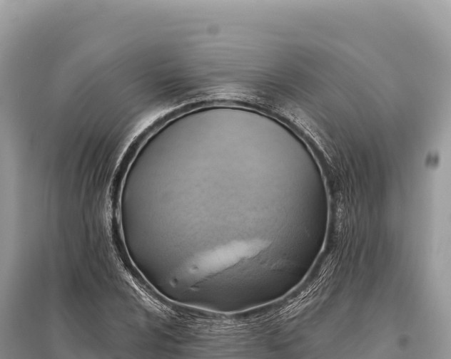 X0000096181024200801251211
