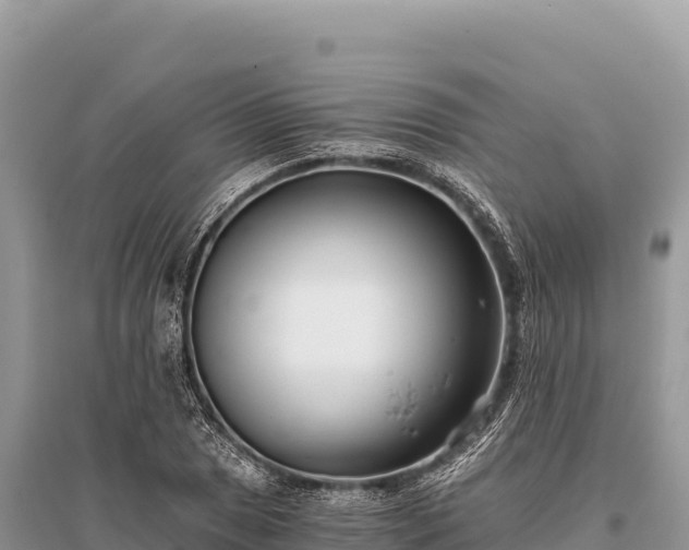 X0000096181025200801251211