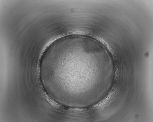 X0000096181027200801251211