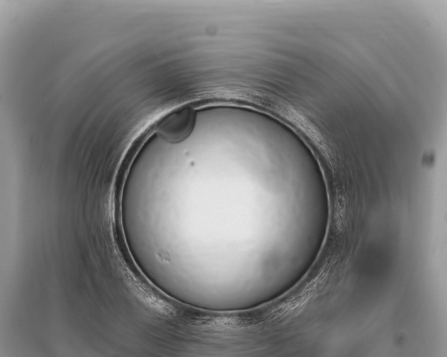 X0000096181028200801251211