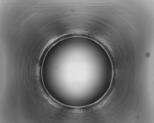 X0000096181029200801251211