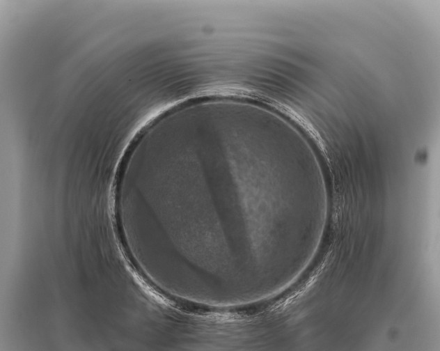 X0000096181037200801251211