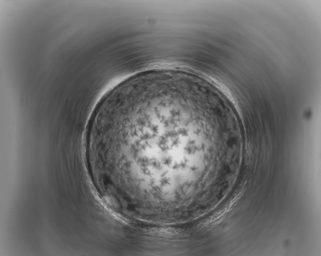 X0000096181045200801251211