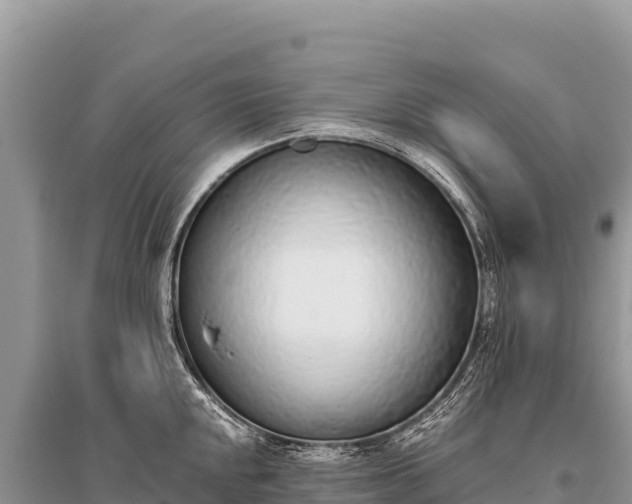 X0000096181048200801251211