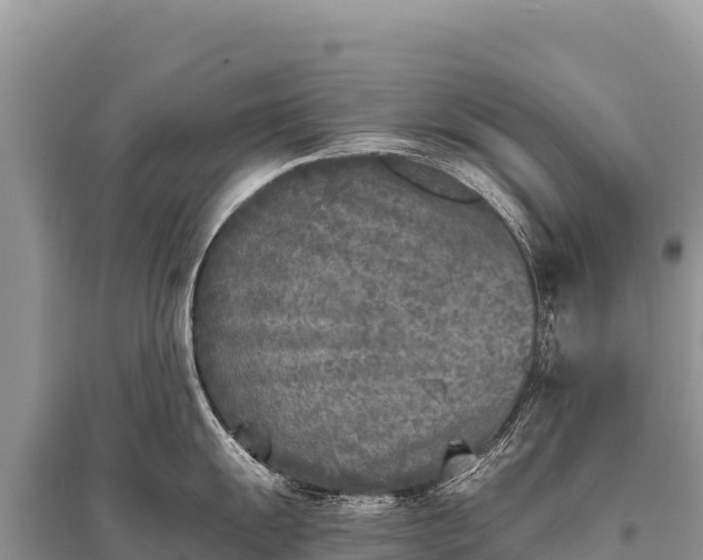 X0000096181055200801251211
