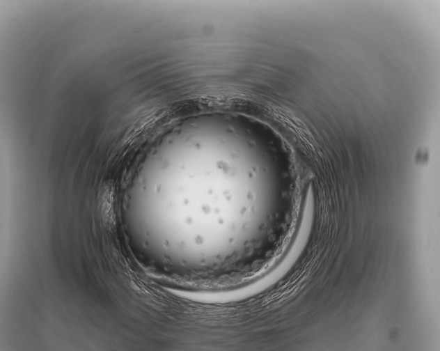 X0000096181060200801251210