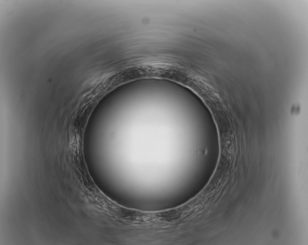 X0000096181061200801251210