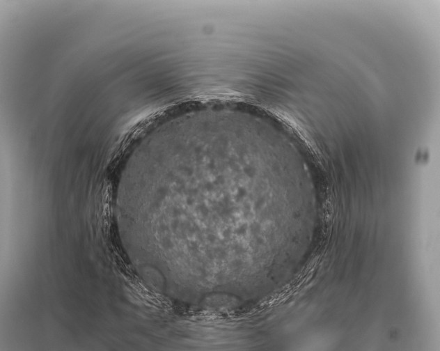 X0000096181063200801251210