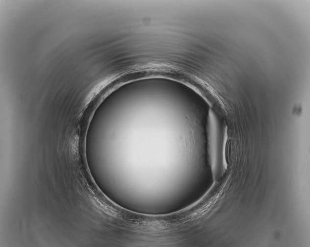 X0000096181066200801251210