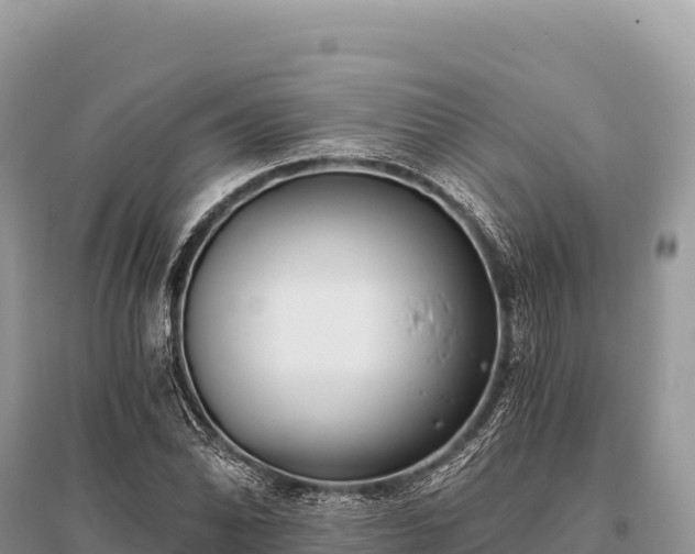 X0000096181070200801251210