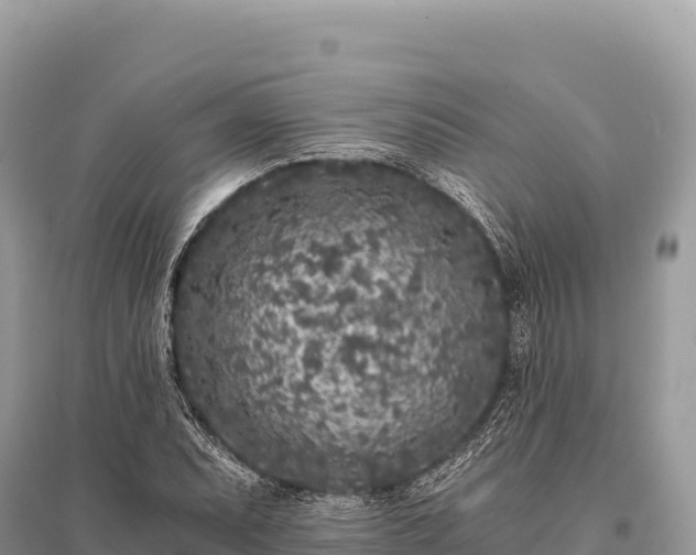 X0000096181071200801251210