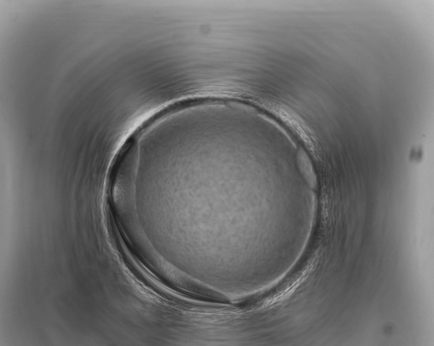 X0000096181077200801251210