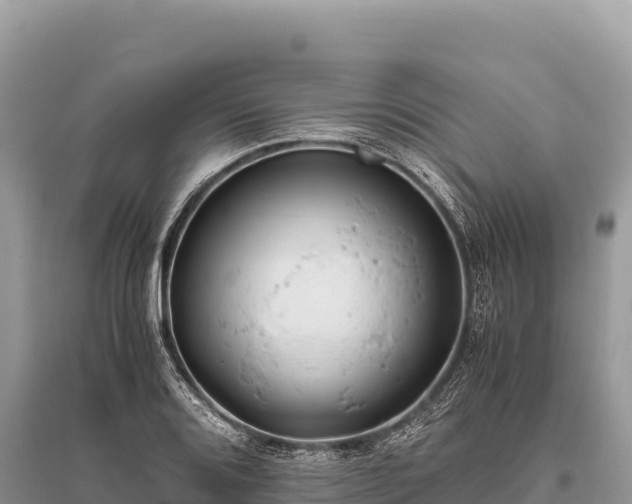 X0000096181080200801251210