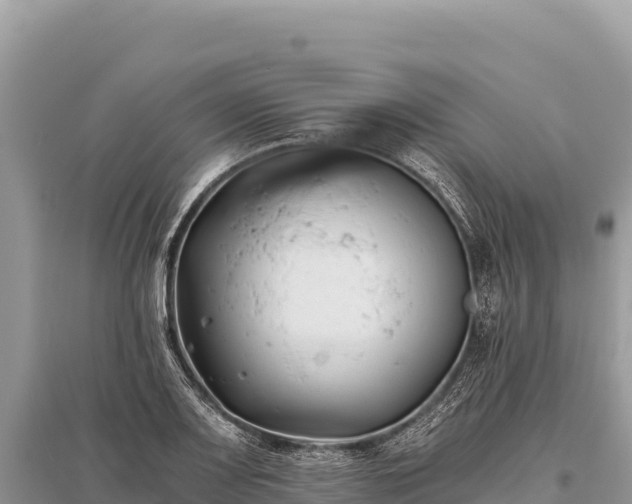 X0000096181083200801251210
