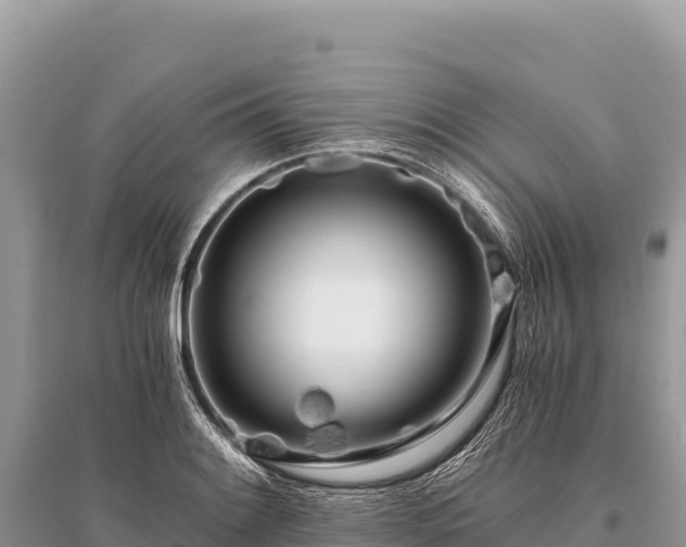X0000096181084200801251210