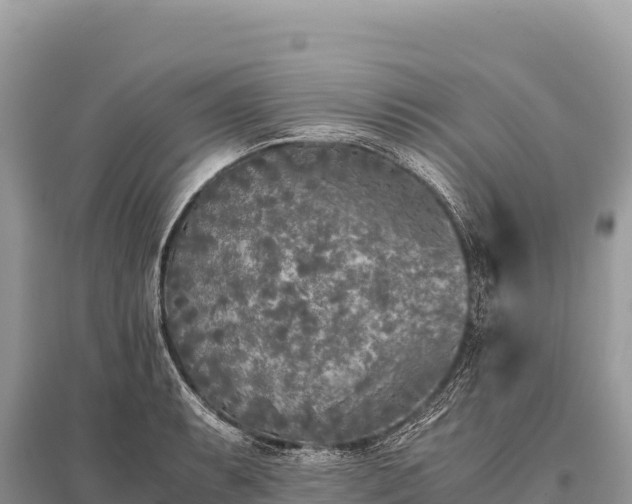 X0000096181087200801251210