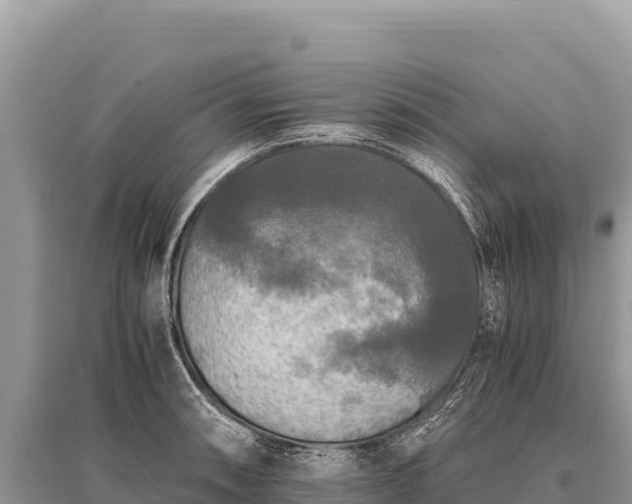 X0000096181090200801251210
