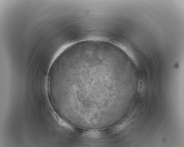 X0000096181094200801251210