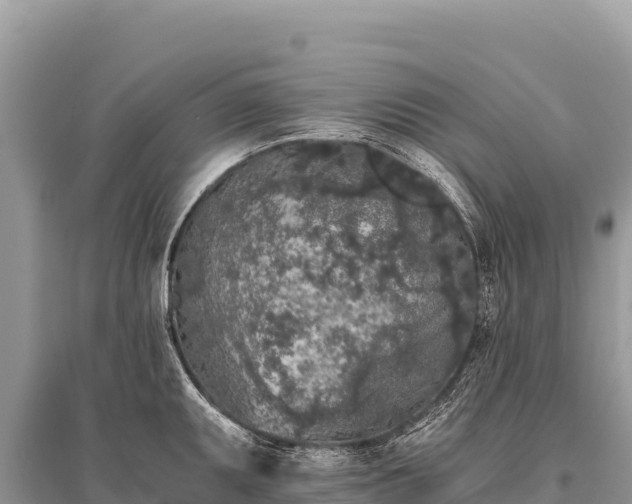 X0000096181095200801251210