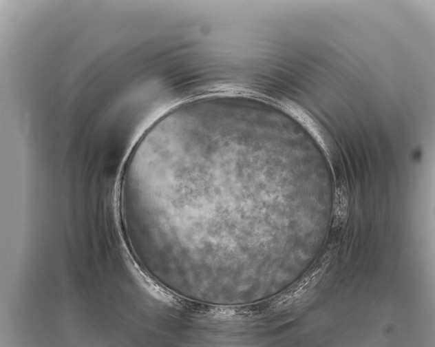X0000096181098200801251210
