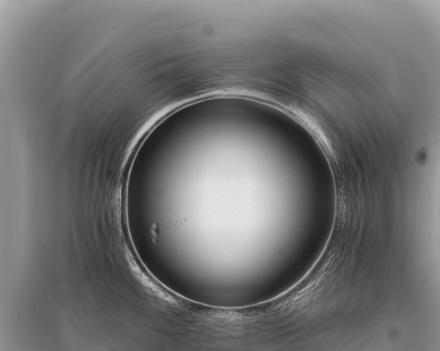 X0000096181100200801251210