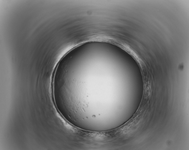 X0000096181103200801251210