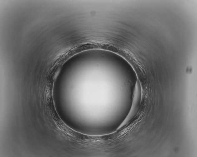 X0000096181110200801251209
