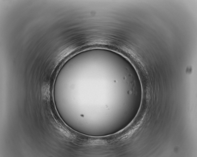 X0000096181113200801251209