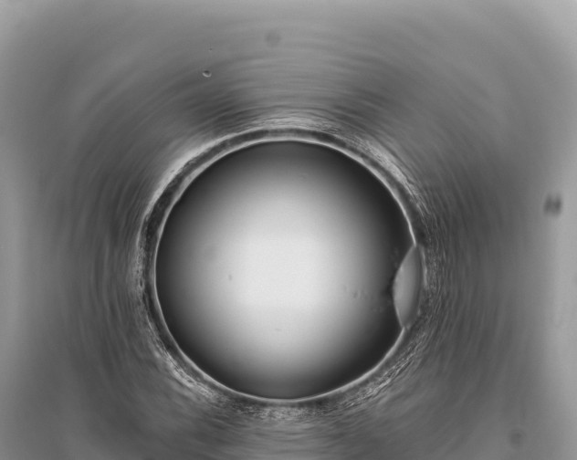 X0000096181116200801251209