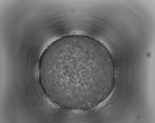 X0000096181117200801251209