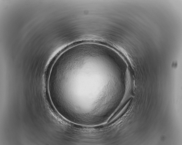 X0000096181120200801251209