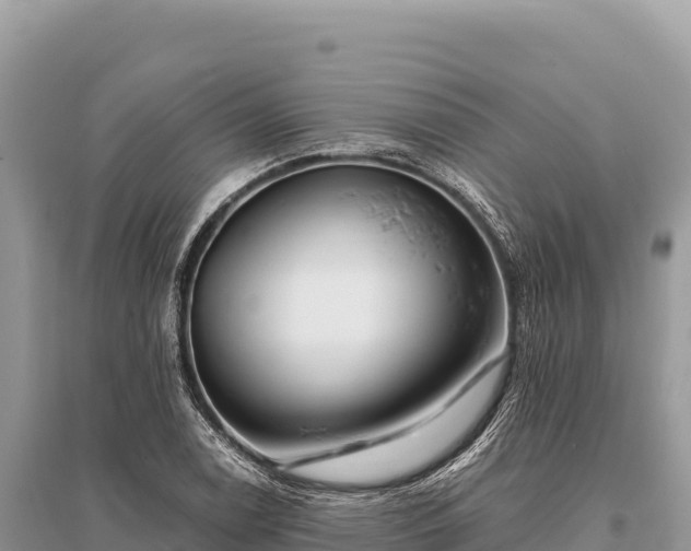 X0000096181122200801251209