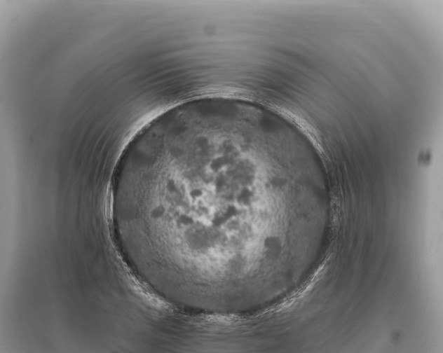 X0000096181125200801251209