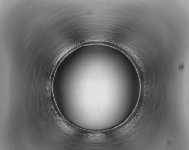 X0000096181129200801251209