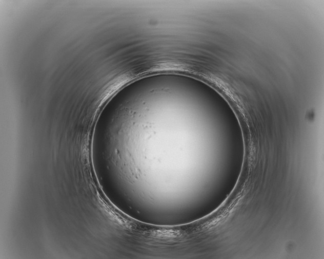 X0000096181137200801251209