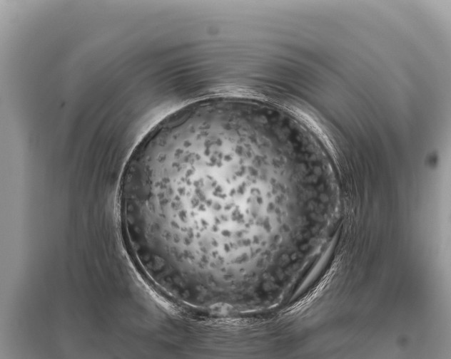X0000096181141200801251209