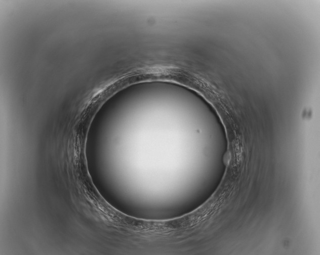 X0000096181158200801251209