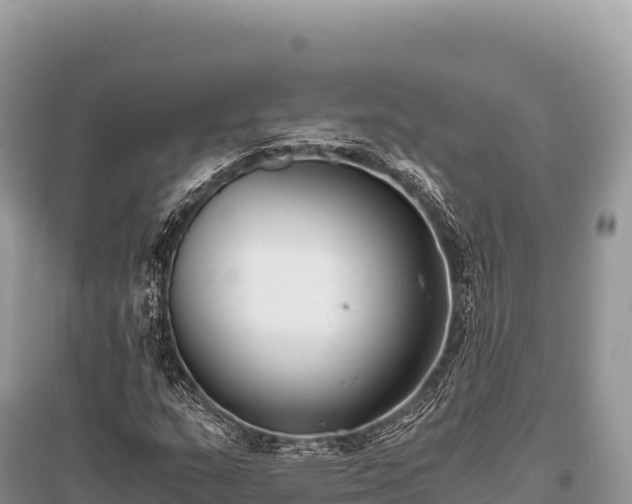 X0000096181159200801251209