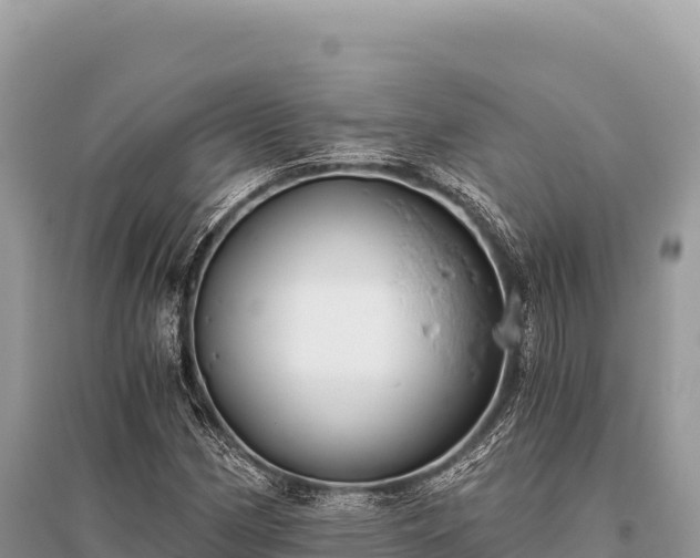 X0000096181162200801251209