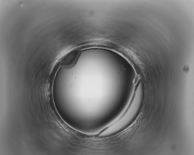 X0000096181164200801251209