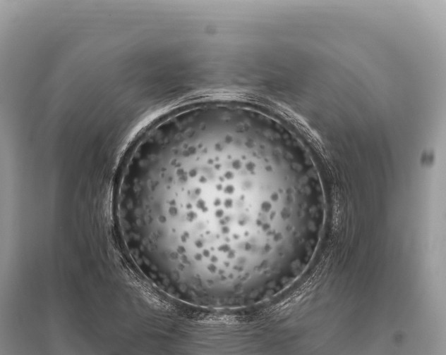 X0000096181174200801251208