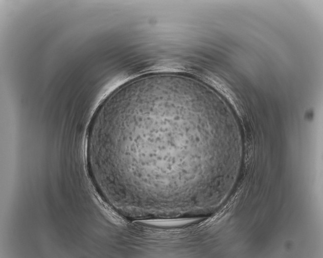 X0000096181179200801251208