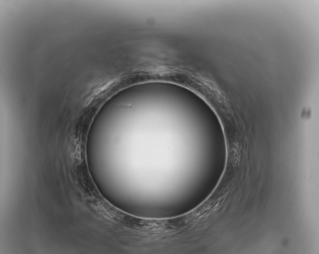 X0000096181205200801251207