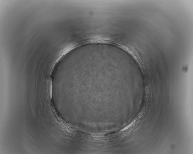 X0000096181219200801251208