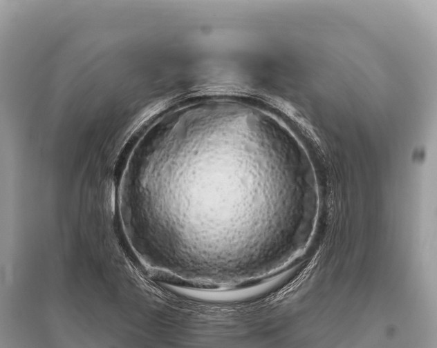 X0000096181221200801251208