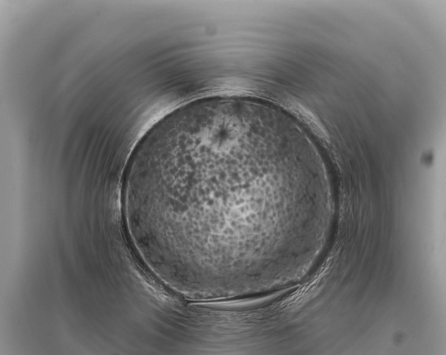 X0000096181226200801251208
